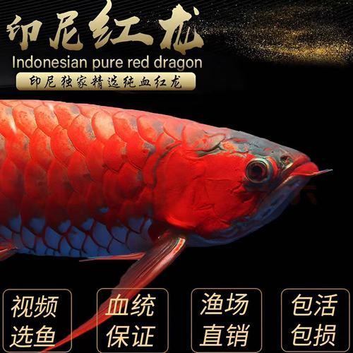 哪里可以購買到正宗的大湖龍魚？，正宗的大湖龍魚有幾個(gè)途徑可以買到正宗的大湖龍魚