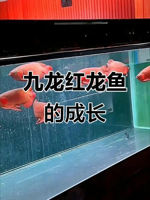 紅龍魚混養時應該如何分層飼養？，紅龍魚分層飼養方法 紅龍魚混養時應該如何分層飼養？，紅龍魚分層飼養方法 龍魚百科 第5張