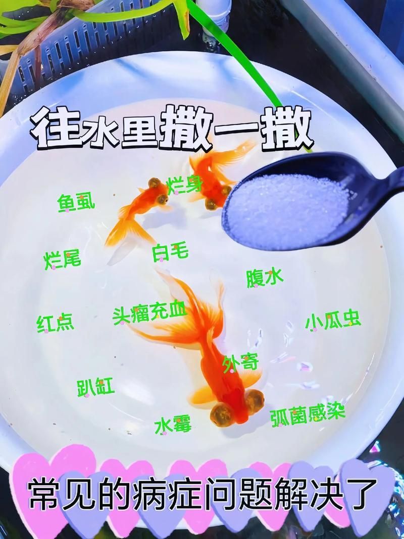 如何預防金魚炸鱗,金魚炸鱗預防系統(tǒng)性預防指南(1000字詳解) 龍魚百科 第5張 如何預防金魚炸鱗,金魚炸鱗預防系統(tǒng)性預防指南(1000字詳解) 如何預防金魚炸鱗,金魚炸鱗預防系統(tǒng)性預防指南(1000字詳解) 龍魚百科 第5張