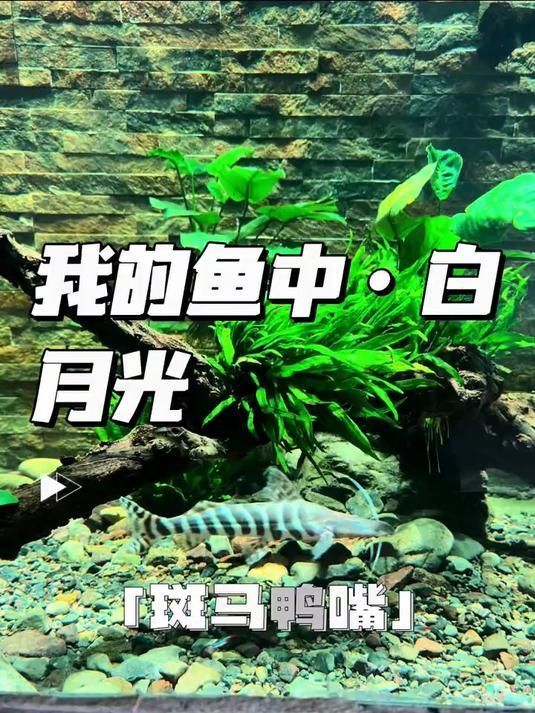 祥龍魚場是否提供斑馬鴨嘴魚，關于斑馬鴨嘴魚的摘要示例：祥龍魚場是否提供斑馬鴨嘴魚 祥龍魚場是否提供斑馬鴨嘴魚，關于斑馬鴨嘴魚的摘要示例：祥龍魚場是否提供斑馬鴨嘴魚 龍魚百科