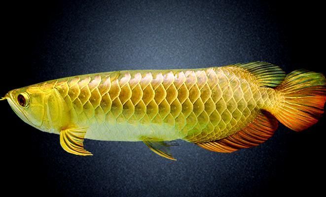 1000萬金龍魚的市場價格 1000萬金龍魚的市場價格 龍魚百科 第4張