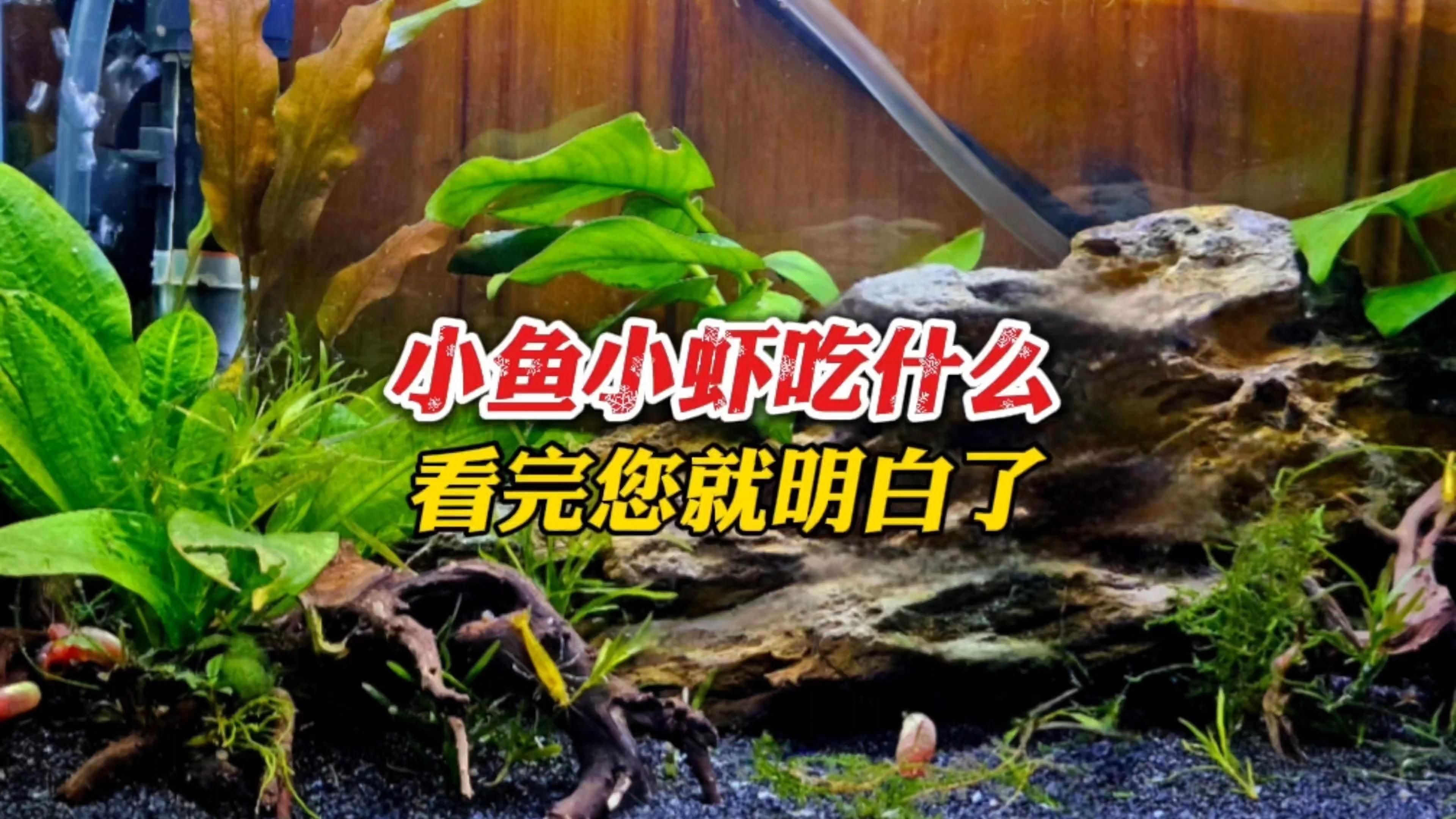 有哪些食物適合小魚(yú)吃，小魚(yú)小蝦吃什么食物適合小魚(yú)的飲食因種類、年齡和生活環(huán)境而異