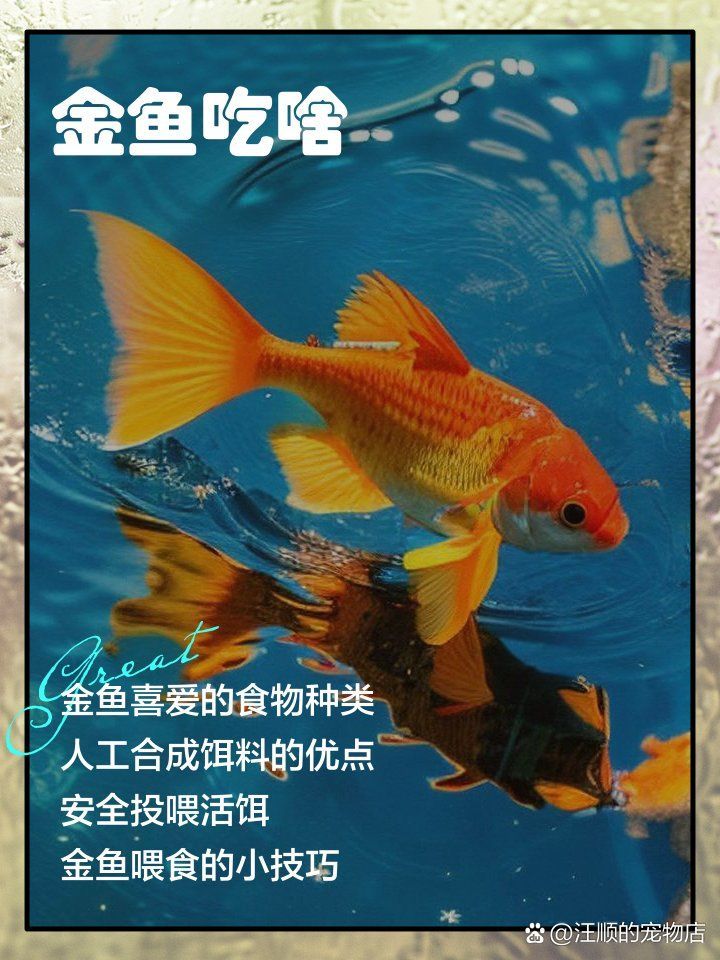 有哪些食物適合小魚(yú)吃，小魚(yú)小蝦吃什么食物適合小魚(yú)的飲食因種類、年齡和生活環(huán)境而異