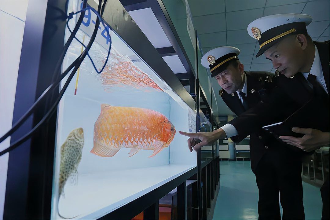 如何挑選吉祥的龍魚品種，如何挑選一條吉祥龍魚 如何挑選吉祥的龍魚品種，如何挑選一條吉祥龍魚 龍魚百科 第10張