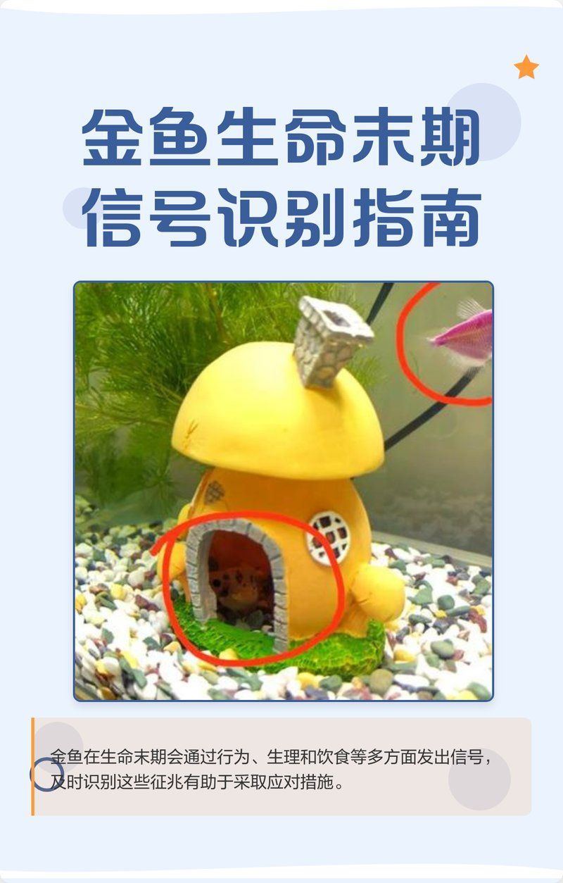如何判斷金魚是否瀕死，判斷金魚是否瀕死前的7個征兆，金魚臨終前的6個征兆 如何判斷金魚是否瀕死，判斷金魚是否瀕死前的7個征兆，金魚臨終前的6個征兆 龍魚百科 第5張