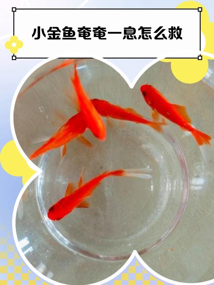 如何判斷金魚是否瀕死，判斷金魚是否瀕死前的7個征兆，金魚臨終前的6個征兆 如何判斷金魚是否瀕死，判斷金魚是否瀕死前的7個征兆，金魚臨終前的6個征兆 龍魚百科 第8張
