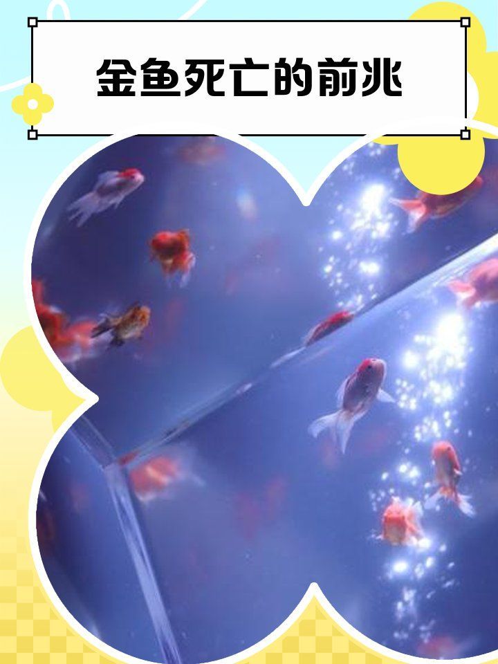 如何判斷金魚是否瀕死，判斷金魚是否瀕死前的7個征兆，金魚臨終前的6個征兆 如何判斷金魚是否瀕死，判斷金魚是否瀕死前的7個征兆，金魚臨終前的6個征兆 龍魚百科 第2張