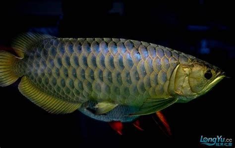 如何判斷龍魚立鱗是否痊愈？，如何判斷龍魚立鱗是否痊愈 如何判斷龍魚立鱗是否痊愈？，如何判斷龍魚立鱗是否痊愈 龍魚百科