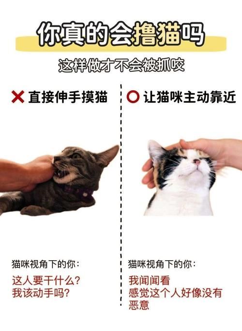 如何訓練貓咪不捕魚，如何科學訓練貓咪不捕魚