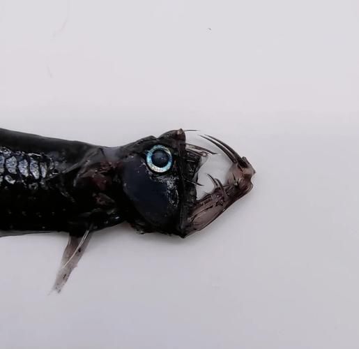 有哪些著名的深海龍魚種類？，arxiv論文助手arxiv論文arxiv論文助手詳解 有哪些著名的深海龍魚種類？，arxiv論文助手arxiv論文arxiv論文助手詳解 龍魚百科 第1張
