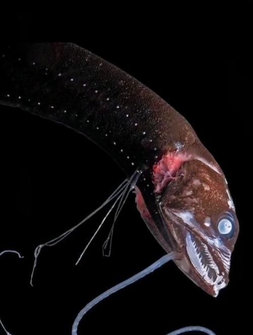 有哪些著名的深海龍魚種類？，arxiv論文助手arxiv論文arxiv論文助手詳解 有哪些著名的深海龍魚種類？，arxiv論文助手arxiv論文arxiv論文助手詳解 龍魚百科 第9張