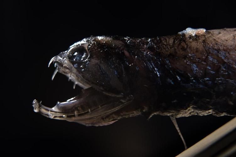 有哪些著名的深海龍魚種類？，arxiv論文助手arxiv論文arxiv論文助手詳解 有哪些著名的深海龍魚種類？，arxiv論文助手arxiv論文arxiv論文助手詳解 龍魚百科 第8張