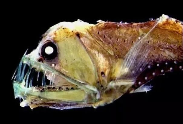 有哪些著名的深海龍魚種類？，arxiv論文助手arxiv論文arxiv論文助手詳解 有哪些著名的深海龍魚種類？，arxiv論文助手arxiv論文arxiv論文助手詳解 龍魚百科 第4張