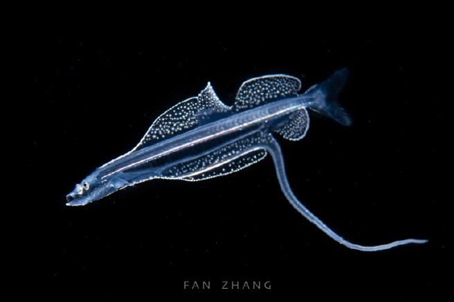 有哪些著名的深海龍魚種類？，arxiv論文助手arxiv論文arxiv論文助手詳解 有哪些著名的深海龍魚種類？，arxiv論文助手arxiv論文arxiv論文助手詳解 龍魚百科 第10張