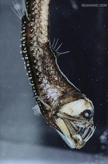 有哪些著名的深海龍魚種類？，arxiv論文助手arxiv論文arxiv論文助手詳解 有哪些著名的深海龍魚種類？，arxiv論文助手arxiv論文arxiv論文助手詳解 龍魚百科 第5張