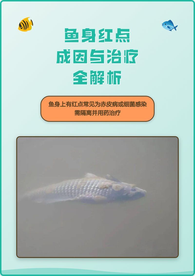 魚身上紅點(diǎn)會(huì)擴(kuò)散嗎 魚身上紅點(diǎn)會(huì)擴(kuò)散嗎 龍魚百科 第1張