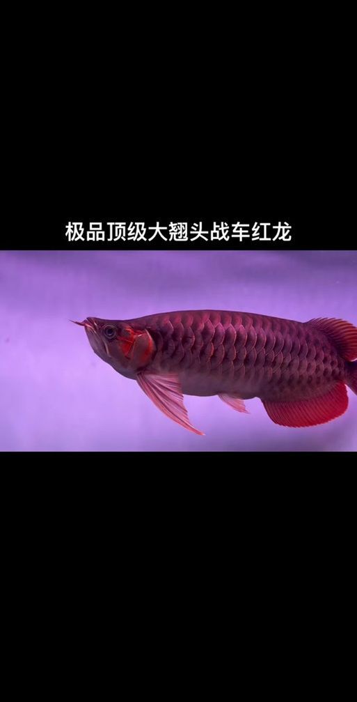 如何區(qū)分不同頭型的龍魚 如何區(qū)分不同頭型的龍魚 龍魚百科 第2張