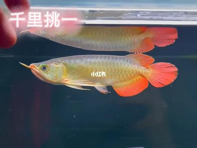 如何區(qū)分不同頭型的龍魚 如何區(qū)分不同頭型的龍魚 龍魚百科 第4張