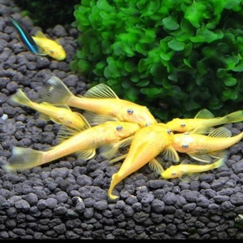 黃金貓魚百科，24k黃金貓魚百科詳解（24k黃金貓魚百科詳解）