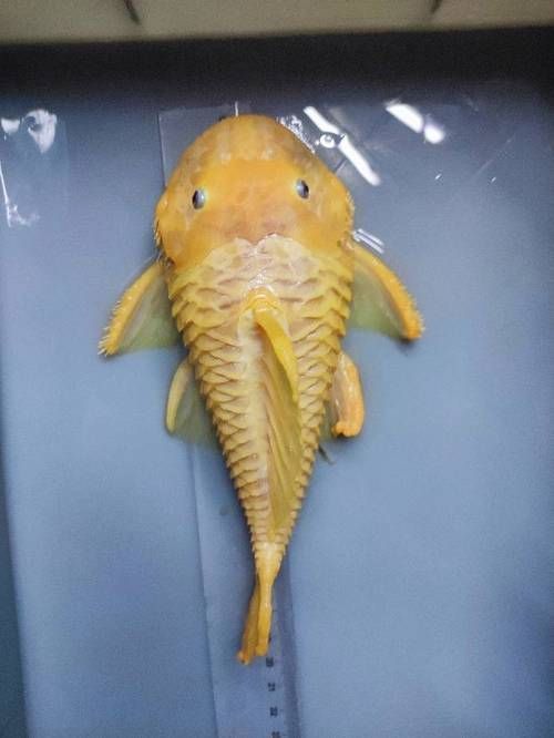 黃金貓魚百科，24k黃金貓魚百科詳解（24k黃金貓魚百科詳解）