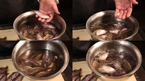 黑鱗魚最簡單三個步驟，黑鱗魚最簡單三個步驟，不僅操作便捷還能保留魚肉鮮美 黑鱗魚最簡單三個步驟，黑鱗魚最簡單三個步驟，不僅操作便捷還能保留魚肉鮮美 龍魚百科 第2張