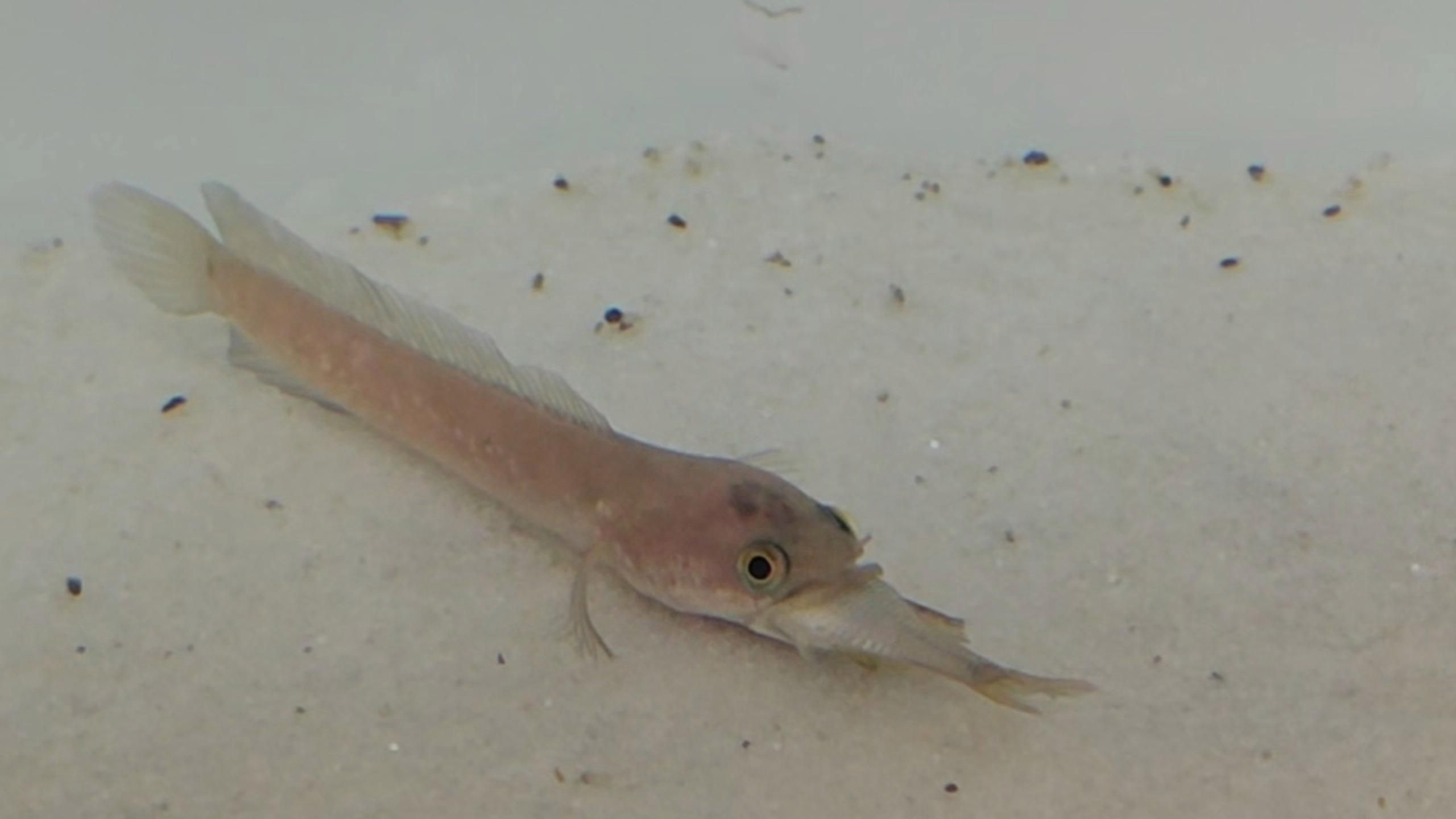 如何下載和使用龍魚缸背景壁紙？，龍魚缸背景壁紙如何下載和使用龍魚缸背景壁紙的下載與使用 如何下載和使用龍魚缸背景壁紙？，龍魚缸背景壁紙如何下載和使用龍魚缸背景壁紙的下載與使用 龍魚百科 第2張