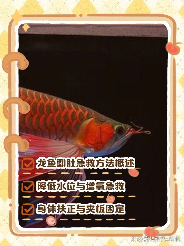 龍魚斷氣后多久會恢復，龍魚斷氣后多久會恢復，龍魚斷氣后多久會恢復線粒體