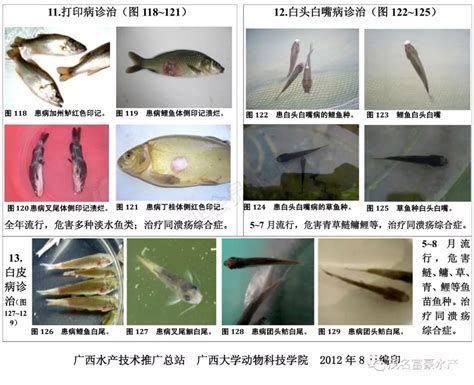 如何判斷龍魚是否感染白頭白嘴病？，如何判斷龍魚是否感染白頭白嘴病 如何判斷龍魚是否感染白頭白嘴病？，如何判斷龍魚是否感染白頭白嘴病 龍魚百科 第3張