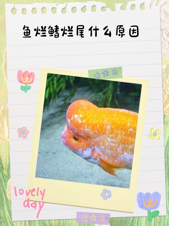 如何判斷魚爛鰭爛尾是哪種病因，如何判斷魚爛鰭爛尾是哪種病因魚爛鰭爛尾是哪種病 如何判斷魚爛鰭爛尾是哪種病因，如何判斷魚爛鰭爛尾是哪種病因魚爛鰭爛尾是哪種病 龍魚百科 第2張