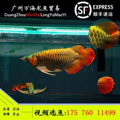 藍(lán)底過(guò)背金龍魚(yú)，藍(lán)底過(guò)背金龍魚(yú)是一種體型較大、色彩鮮艷的觀賞價(jià)值 藍(lán)底過(guò)背金龍魚(yú)，藍(lán)底過(guò)背金龍魚(yú)是一種體型較大、色彩鮮艷的觀賞價(jià)值 龍魚(yú)百科 第3張