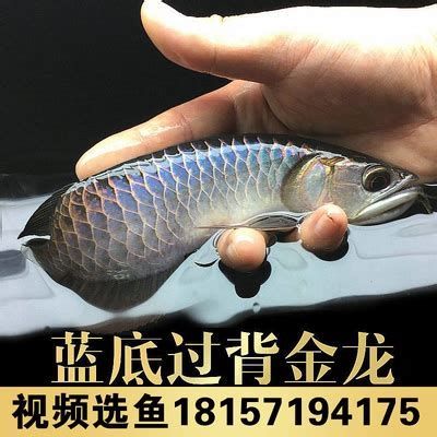 藍(lán)底過(guò)背金龍魚(yú)，藍(lán)底過(guò)背金龍魚(yú)是一種體型較大、色彩鮮艷的觀賞價(jià)值 藍(lán)底過(guò)背金龍魚(yú)，藍(lán)底過(guò)背金龍魚(yú)是一種體型較大、色彩鮮艷的觀賞價(jià)值 龍魚(yú)百科 第1張