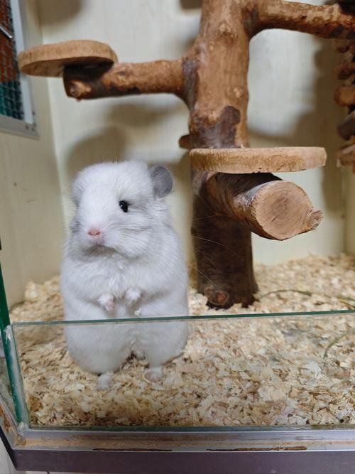 放風時如何確保龍貓安全，龍貓寶寶放風必知的16個安全要點