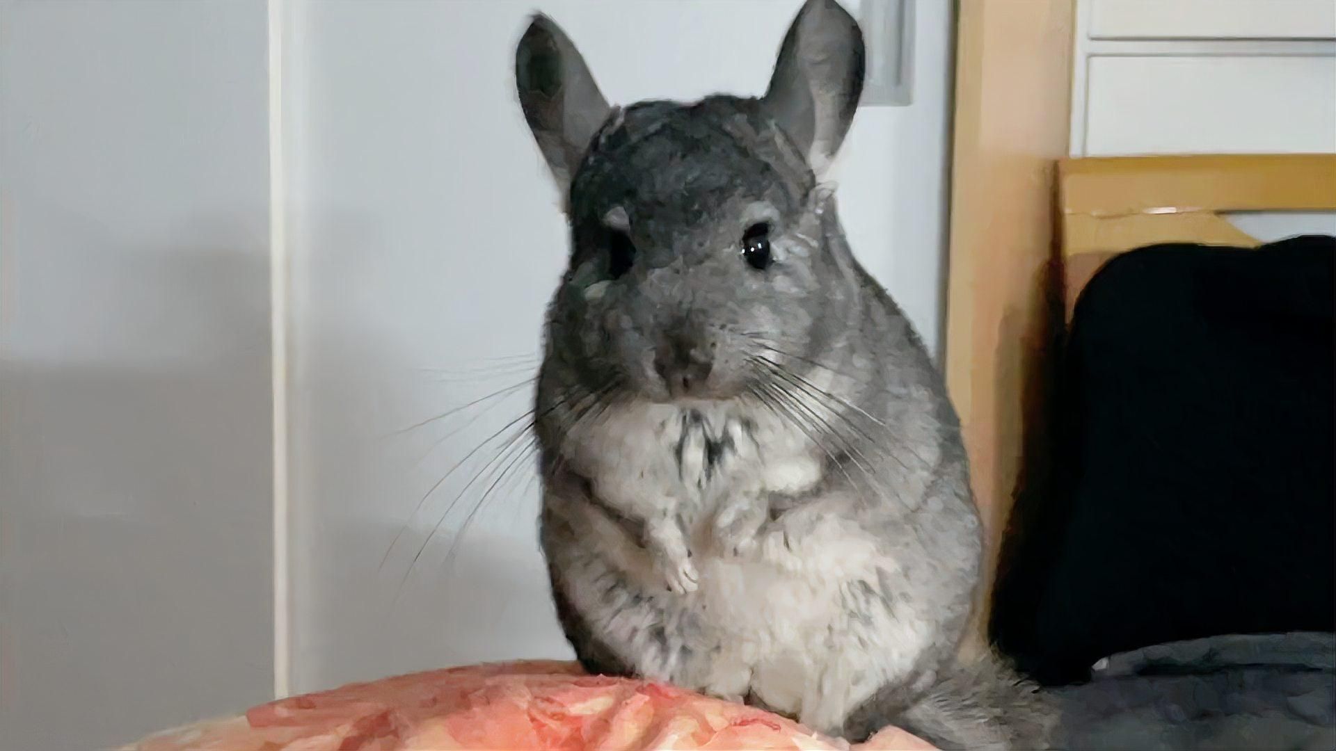 放風時如何確保龍貓安全，龍貓寶寶放風必知的16個安全要點