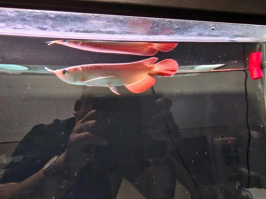 紅龍上色后如何保養,紅龍魚上色后保養 龍魚百科 第10張 紅龍上色后如何保養,紅龍魚上色后保養 紅龍上色后如何保養,紅龍魚上色后保養 龍魚百科 第10張