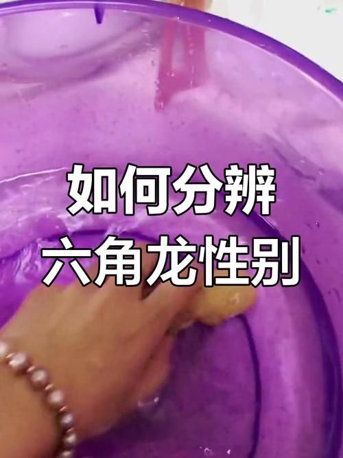 給我一些區分四角龍魚的圖片，四角龍魚的價格是多少如何區分四角龍魚和紅龍、紅龍