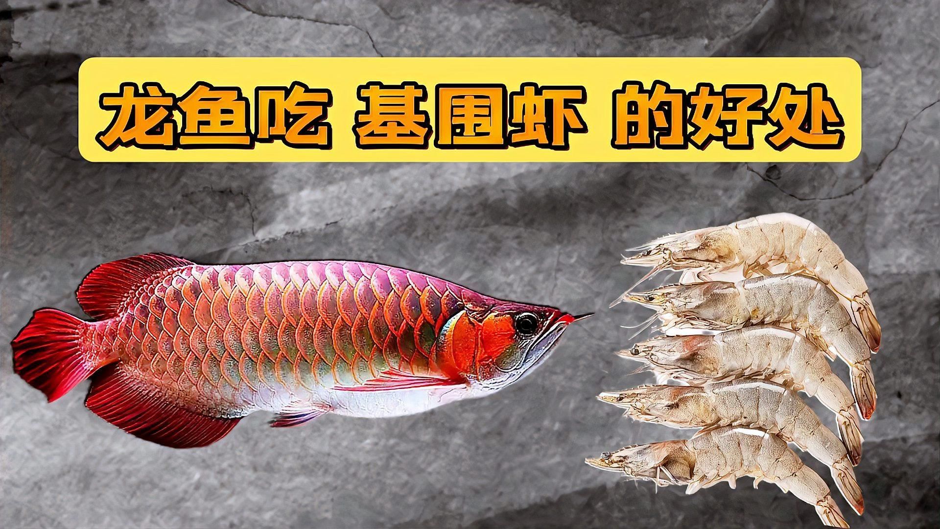 哪些蝦類可以作為龍魚的補充食物