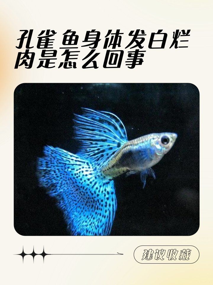 孔雀魚(yú)發(fā)白腐爛會(huì)自愈嗎，孔雀魚(yú)身上發(fā)白腐爛是什么原因 孔雀魚(yú)發(fā)白腐爛會(huì)自愈嗎，孔雀魚(yú)身上發(fā)白腐爛是什么原因 龍魚(yú)百科 第2張