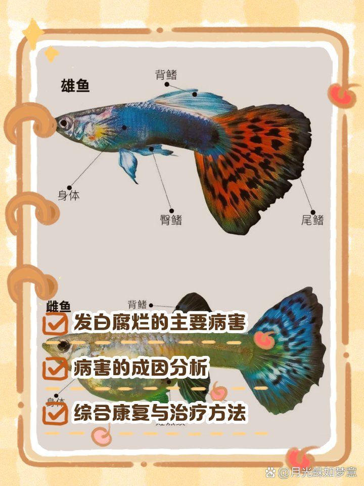 孔雀魚(yú)發(fā)白腐爛會(huì)自愈嗎，孔雀魚(yú)身上發(fā)白腐爛是什么原因 孔雀魚(yú)發(fā)白腐爛會(huì)自愈嗎，孔雀魚(yú)身上發(fā)白腐爛是什么原因 龍魚(yú)百科 第4張