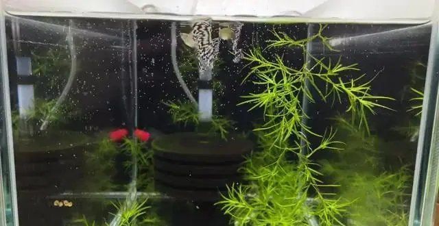 孔雀魚(yú)發(fā)白腐爛會(huì)自愈嗎，孔雀魚(yú)身上發(fā)白腐爛是什么原因 孔雀魚(yú)發(fā)白腐爛會(huì)自愈嗎，孔雀魚(yú)身上發(fā)白腐爛是什么原因 龍魚(yú)百科 第3張