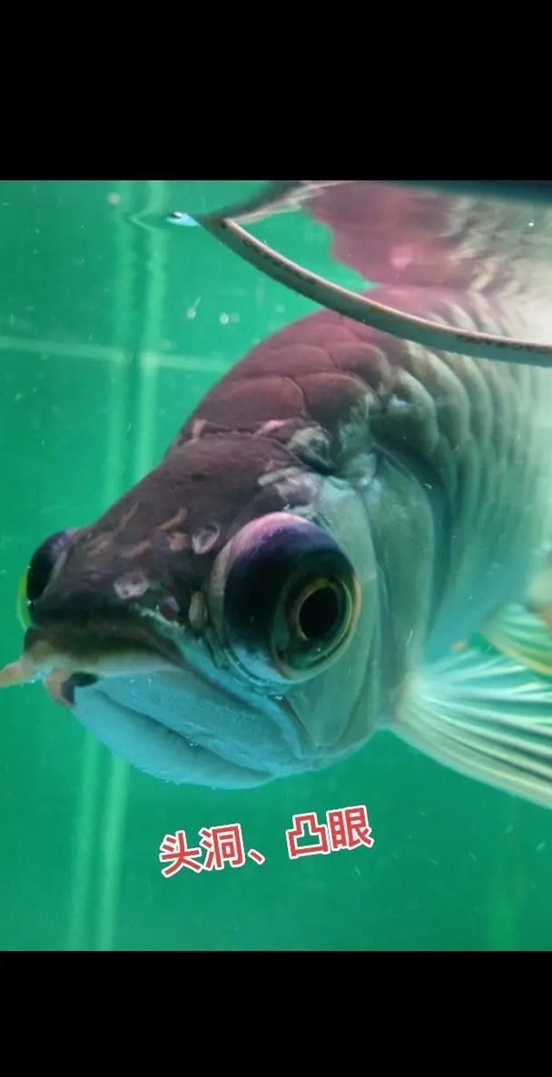 如何判斷龍魚眼球凸起是否由細菌感染引起？，如何判斷龍魚眼球凸
