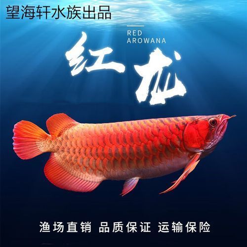 給我推薦一些價格適中的金龍魚品種，價格適中的金龍魚品種