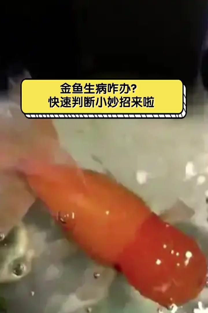 如何判斷金魚是否患病，判斷金魚是否患病的常見方法，如何判斷金魚是否患病 如何判斷金魚是否患病，判斷金魚是否患病的常見方法，如何判斷金魚是否患病 龍魚百科 第1張