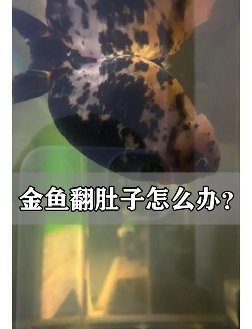 如何判斷魚類是否患失鰾癥,如何判斷魚類患失鰾癥 龍魚百科 第6張 如何判斷魚類是否患失鰾癥,如何判斷魚類患失鰾癥 如何判斷魚類是否患失鰾癥,如何判斷魚類患失鰾癥 龍魚百科 第6張
