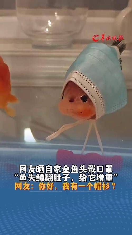 如何判斷魚類是否患失鰾癥,如何判斷魚類患失鰾癥 龍魚百科 第2張 如何判斷魚類是否患失鰾癥,如何判斷魚類患失鰾癥 如何判斷魚類是否患失鰾癥,如何判斷魚類患失鰾癥 龍魚百科 第2張