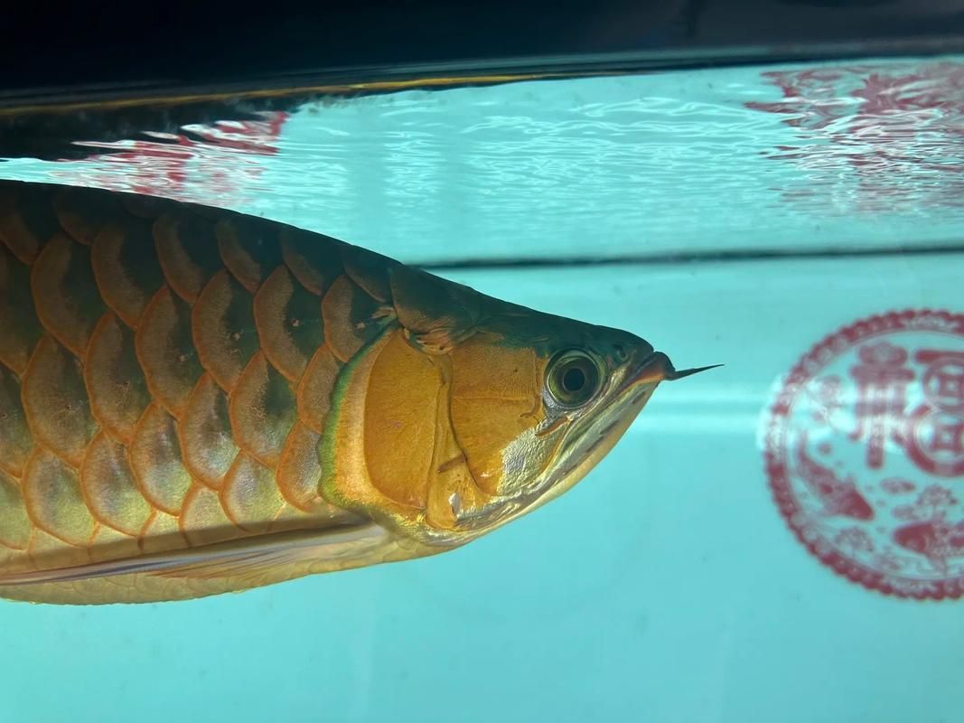 如何區分赤焰中國虎魚和其他虎魚？，如何區分赤焰中國虎魚與其他虎魚與其他虎魚的區別 如何區分赤焰中國虎魚和其他虎魚？，如何區分赤焰中國虎魚與其他虎魚與其他虎魚的區別 龍魚百科 第2張
