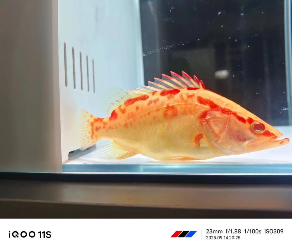如何區分赤焰中國虎魚和其他虎魚？，如何區分赤焰中國虎魚與其他虎魚與其他虎魚的區別 如何區分赤焰中國虎魚和其他虎魚？，如何區分赤焰中國虎魚與其他虎魚與其他虎魚的區別 龍魚百科 第3張