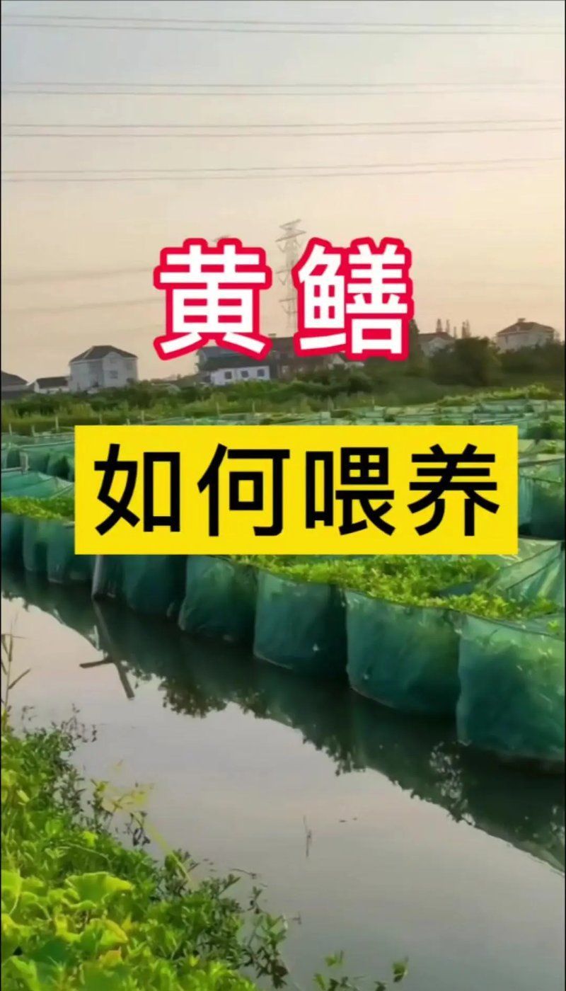 養黃鱔的10個忠告，養黃鱔的10個忠告，是決定成功率的關鍵 養黃鱔的10個忠告，養黃鱔的10個忠告，是決定成功率的關鍵 龍魚百科 第2張