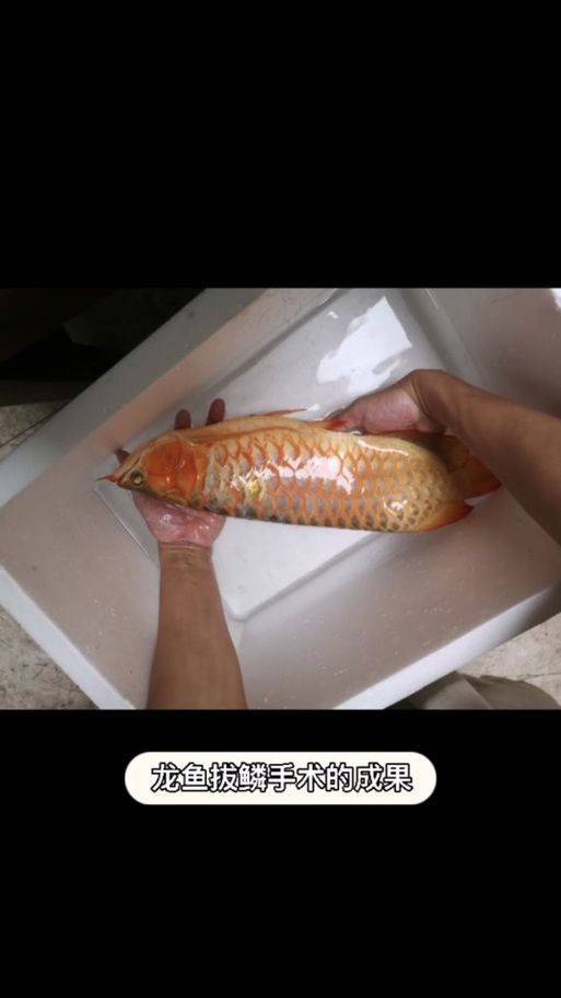 龍魚拔鱗手術后如何護理