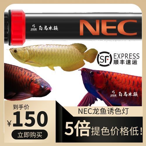 6700K燈適合哪些龍魚品種？，6700k燈適合哪些龍魚品種6700k燈推薦 6700K燈適合哪些龍魚品種？，6700k燈適合哪些龍魚品種6700k燈推薦 龍魚百科 第3張