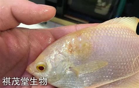龍魚爛鰭最簡單三個處理方法，龍魚爛鰭最簡單三個處理方法詳解：龍魚爛鰭最簡單三個處理方法 龍魚爛鰭最簡單三個處理方法，龍魚爛鰭最簡單三個處理方法詳解：龍魚爛鰭最簡單三個處理方法 龍魚百科 第2張